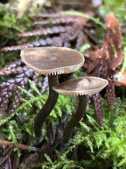 Rhodocybe aureicystidiata
