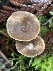 Rhodocybe aureicystidiata