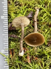 Rhodocybe aureicystidiata