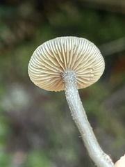 Rhodocybe aureicystidiata