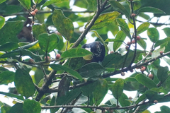 Capito maculicoronatus