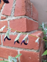 Salvia discolor