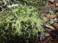 Heteroscyphus allodontus