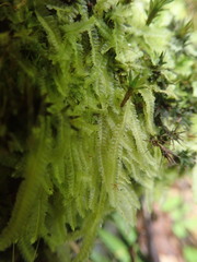 Heteroscyphus allodontus