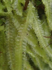 Heteroscyphus allodontus