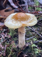 Pholiota lurida