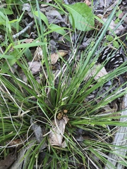Carex willdenowii