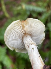 Pholiota lurida