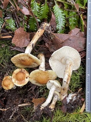 Pholiota lurida