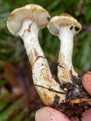 Pholiota lurida