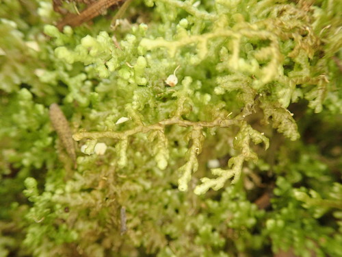 Lepidolaena palpebrifolia
