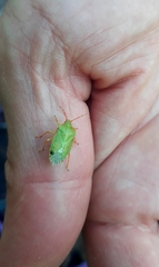 Sinopla perpunctatus