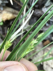 Carex willdenowii