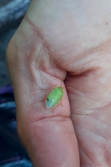 Sinopla perpunctatus