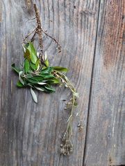 Brachyglottis laxifolia