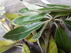 Brachyglottis laxifolia
