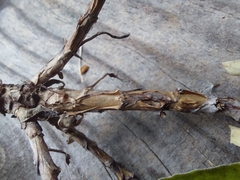Brachyglottis laxifolia