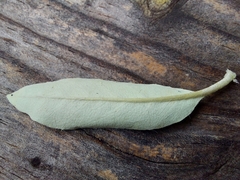 Brachyglottis laxifolia