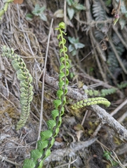Asplenium monanthes