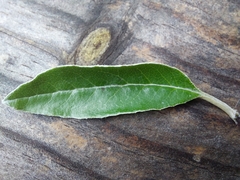 Brachyglottis laxifolia