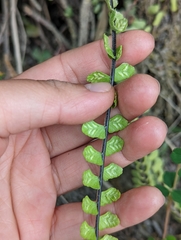 Asplenium monanthes