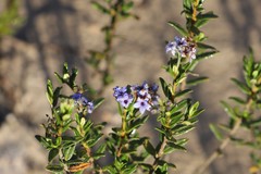 Halgania andromedifolia