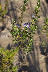 Halgania andromedifolia