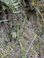 Asplenium monanthes