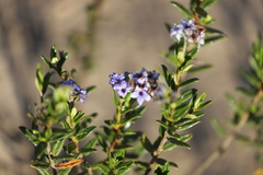 Halgania andromedifolia