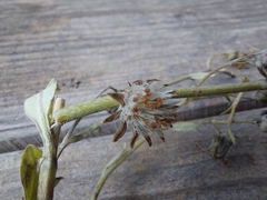 Brachyglottis laxifolia