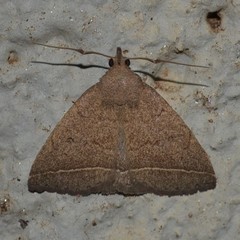 Zanclognatha protumnusalis