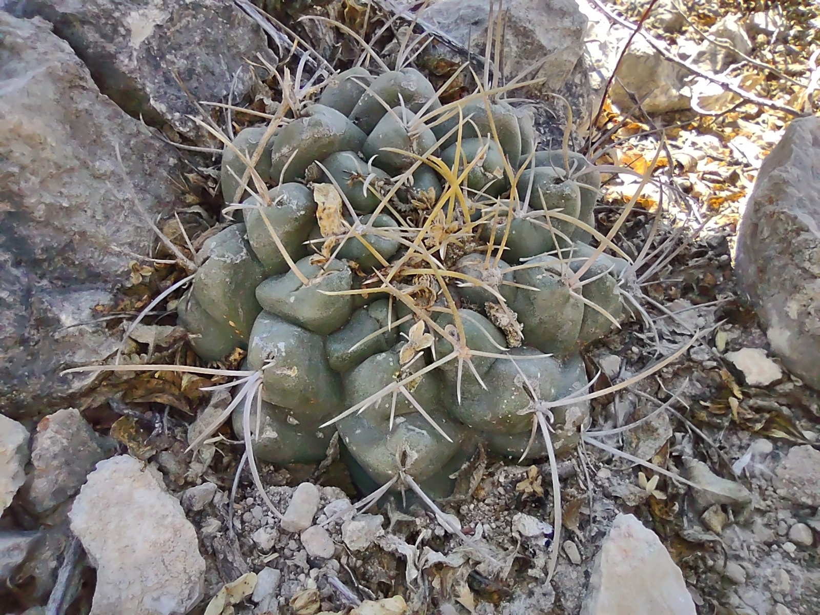 Thelocactus hexaedrophorus