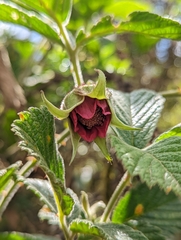 Rubus nubigenus