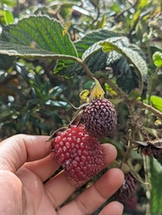 Rubus nubigenus