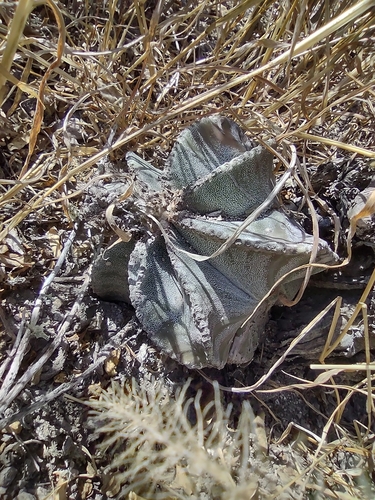 Astrophytum myriostigma