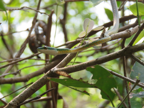 Leptophis bolivianus