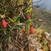 Bomarea pauciflora - Photo (c) My-Lan Le, μερικά δικαιώματα διατηρούνται (CC BY), uploaded by My-Lan Le