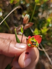 Bomarea pauciflora