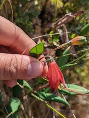 Bomarea pauciflora