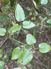 Clematis cunninghamii