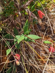 Bomarea pauciflora
