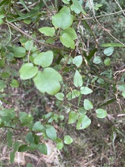 Clematis cunninghamii