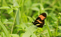 Heliconius besckei
