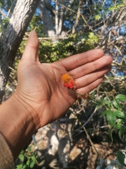 Adenophyllum aurantium