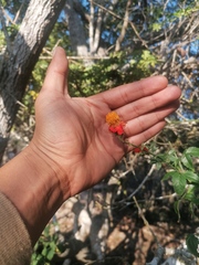 Adenophyllum aurantium