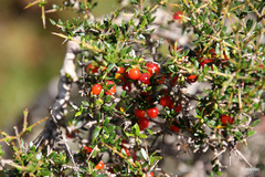 Coprosma nitida