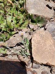 Erigeron andicola