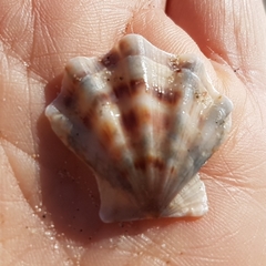 Flexopecten flexuosus