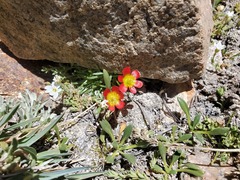 Calandrinia caespitosa
