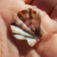 Flexopecten flexuosus